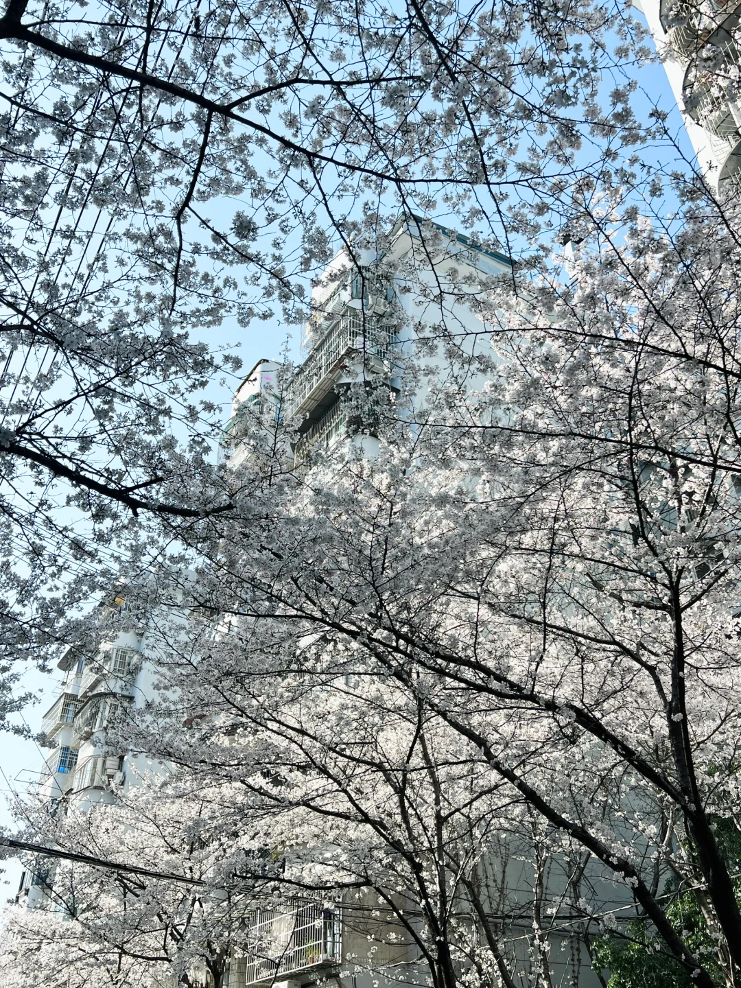 武汉樱花实况播报|这里樱花开成雪(3.21实拍