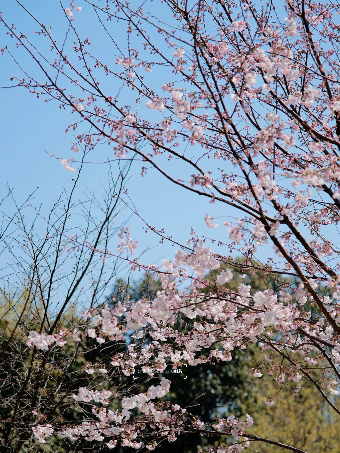 杭州樱花实况播报｜柳浪闻莺开了‼️3.21实拍