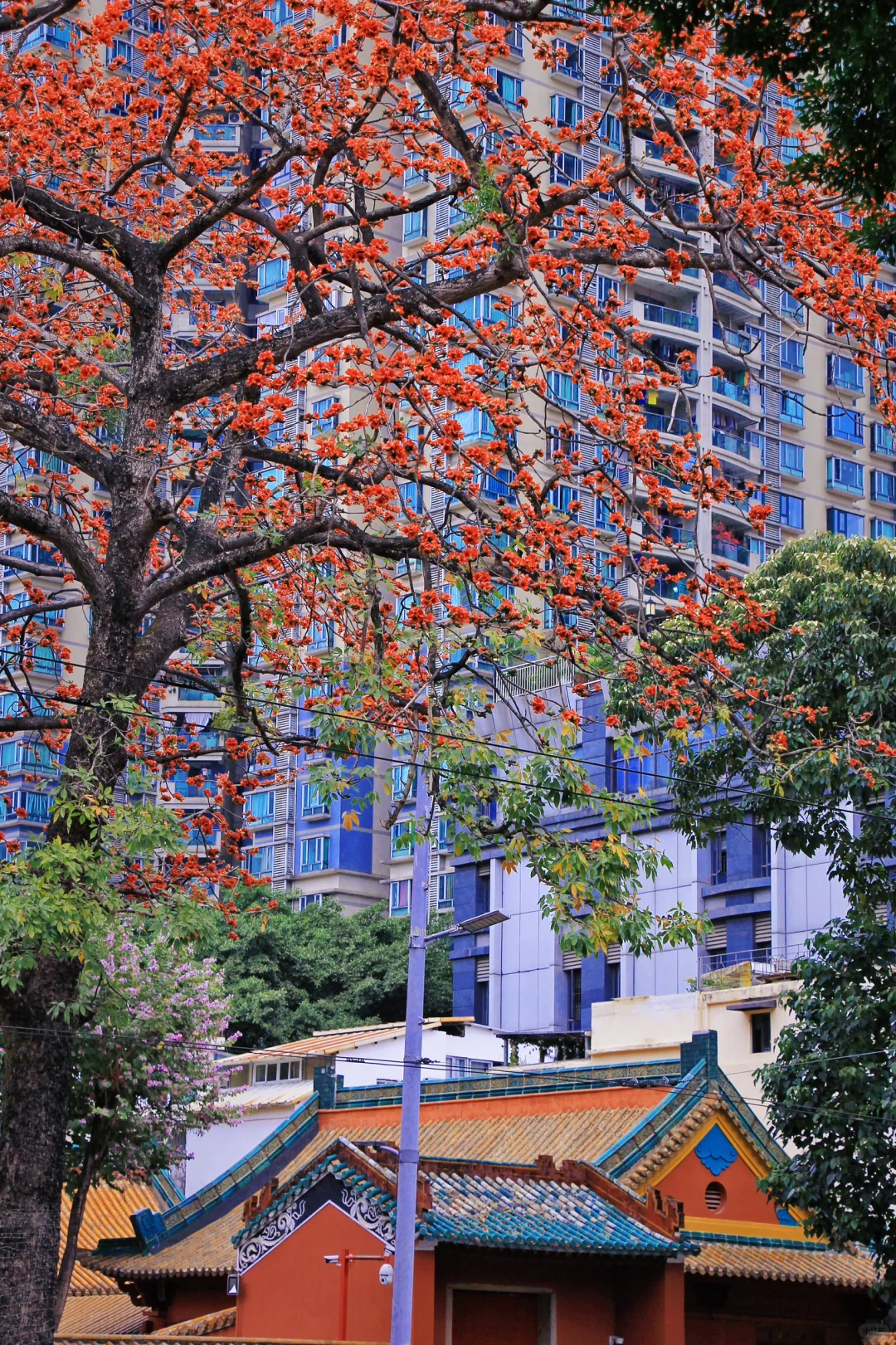 这是一个透过窗户看木棉花开的春天🌺