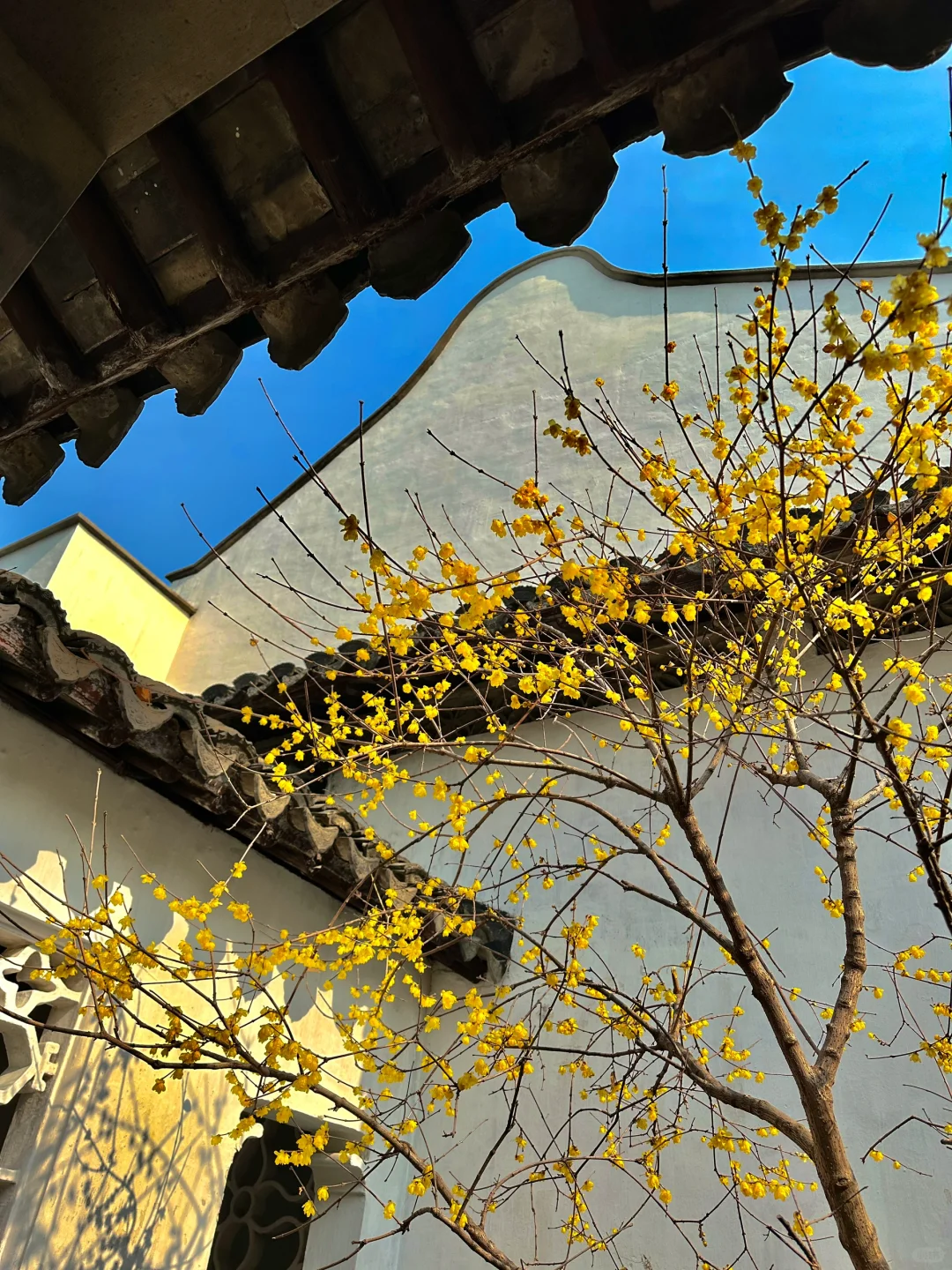 苏州！我人麻了😭