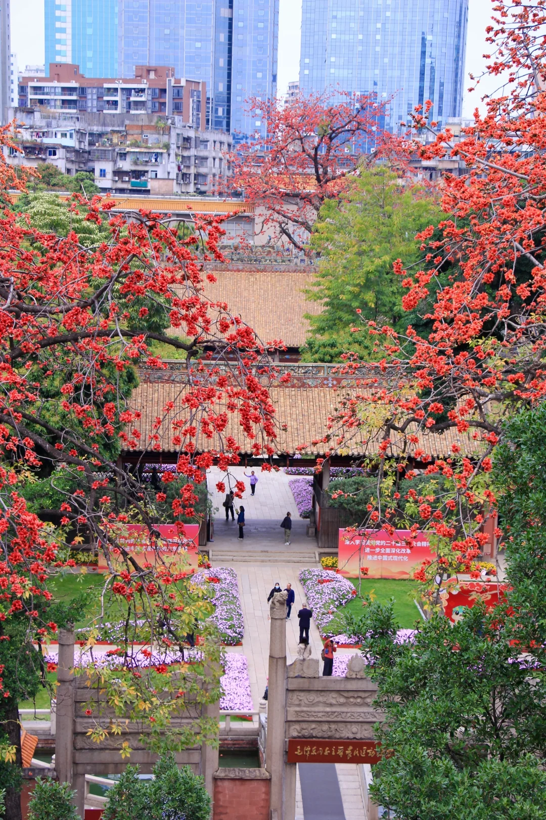 这是一个透过窗户看木棉花开的春天🌺