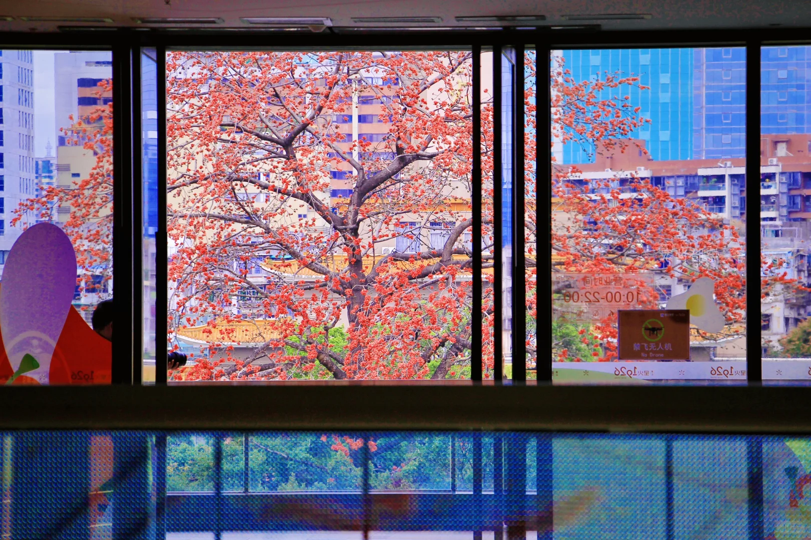 这是一个透过窗户看木棉花开的春天🌺