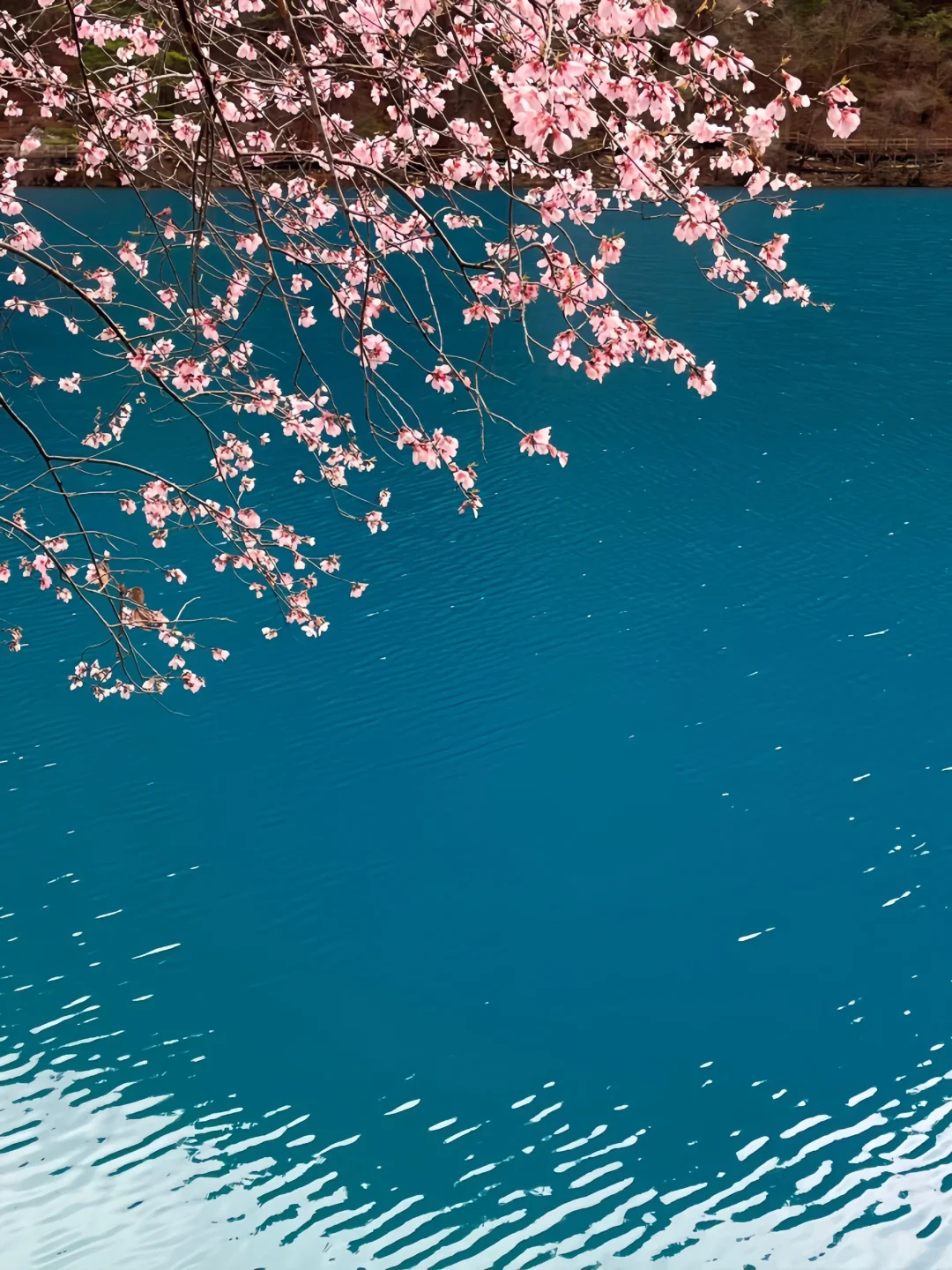 劝退不了一点，你可以永远相信九寨沟的春天