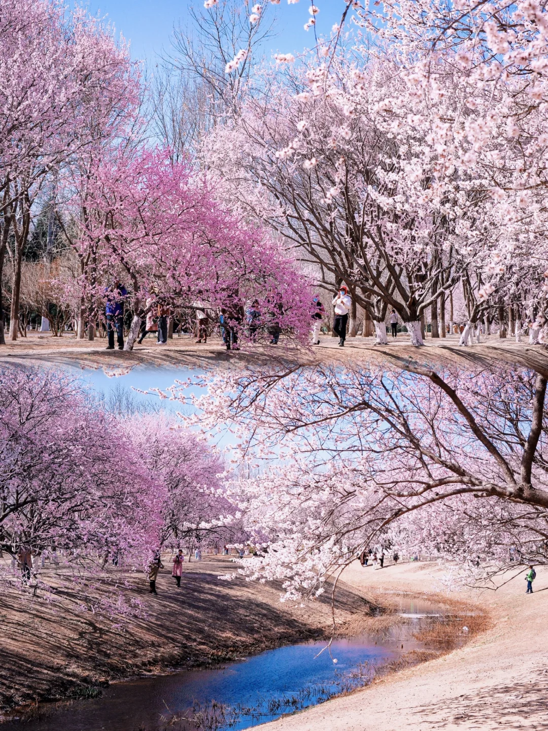 奥森桃花谷🌸本周将会是最佳赏花期