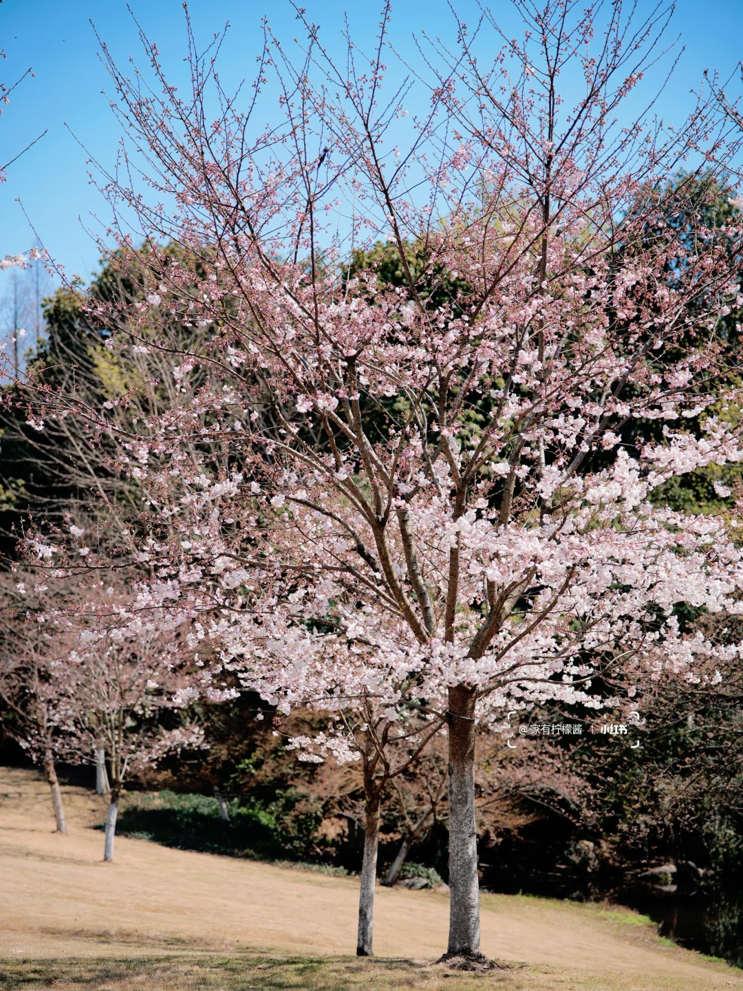 杭州樱花实况播报｜柳浪闻莺开了‼️3.21实拍