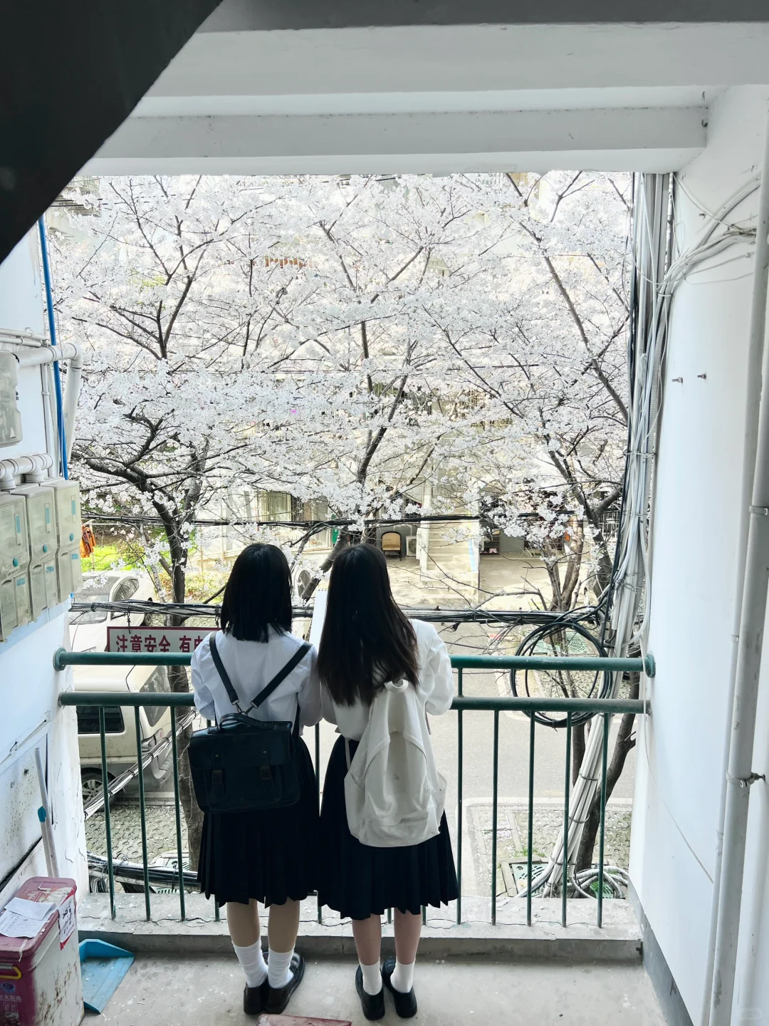 武汉樱花实况播报|这里樱花开成雪(3.21实拍