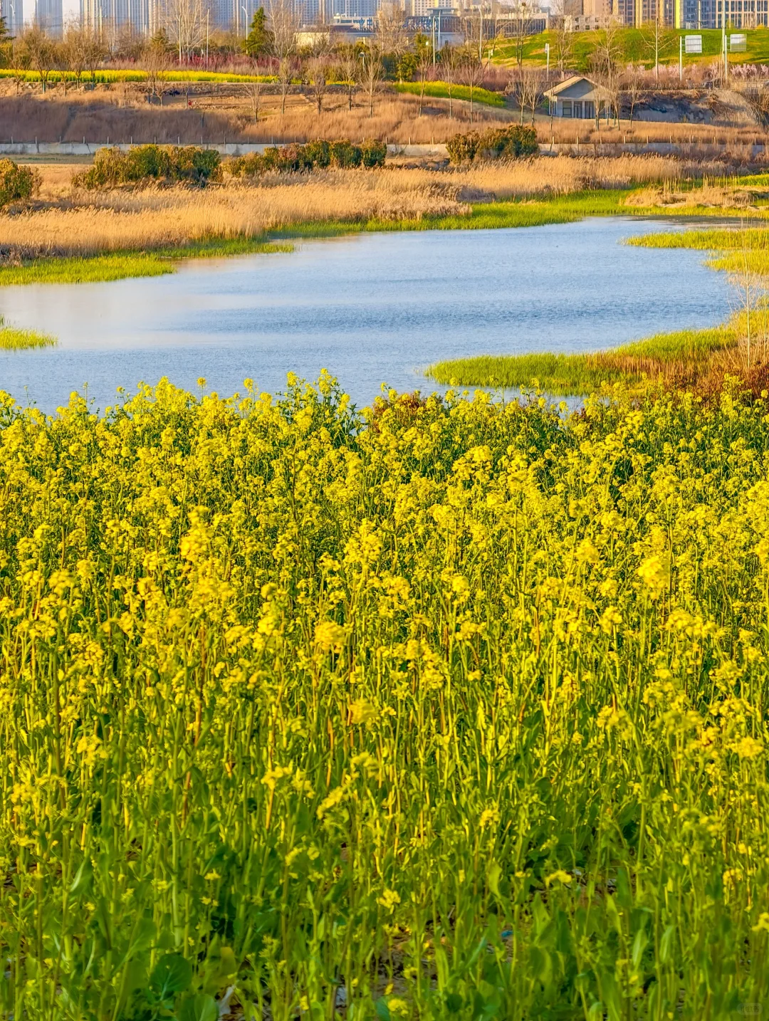 郑州西四环有超大一片的油菜花海！巨美！