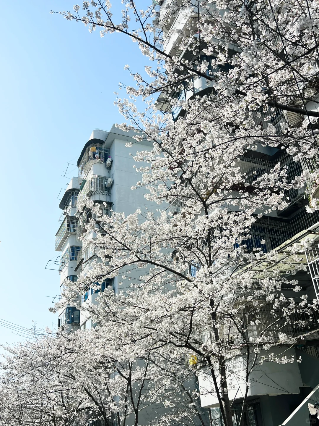 武汉樱花实况播报|这里樱花开成雪(3.21实拍