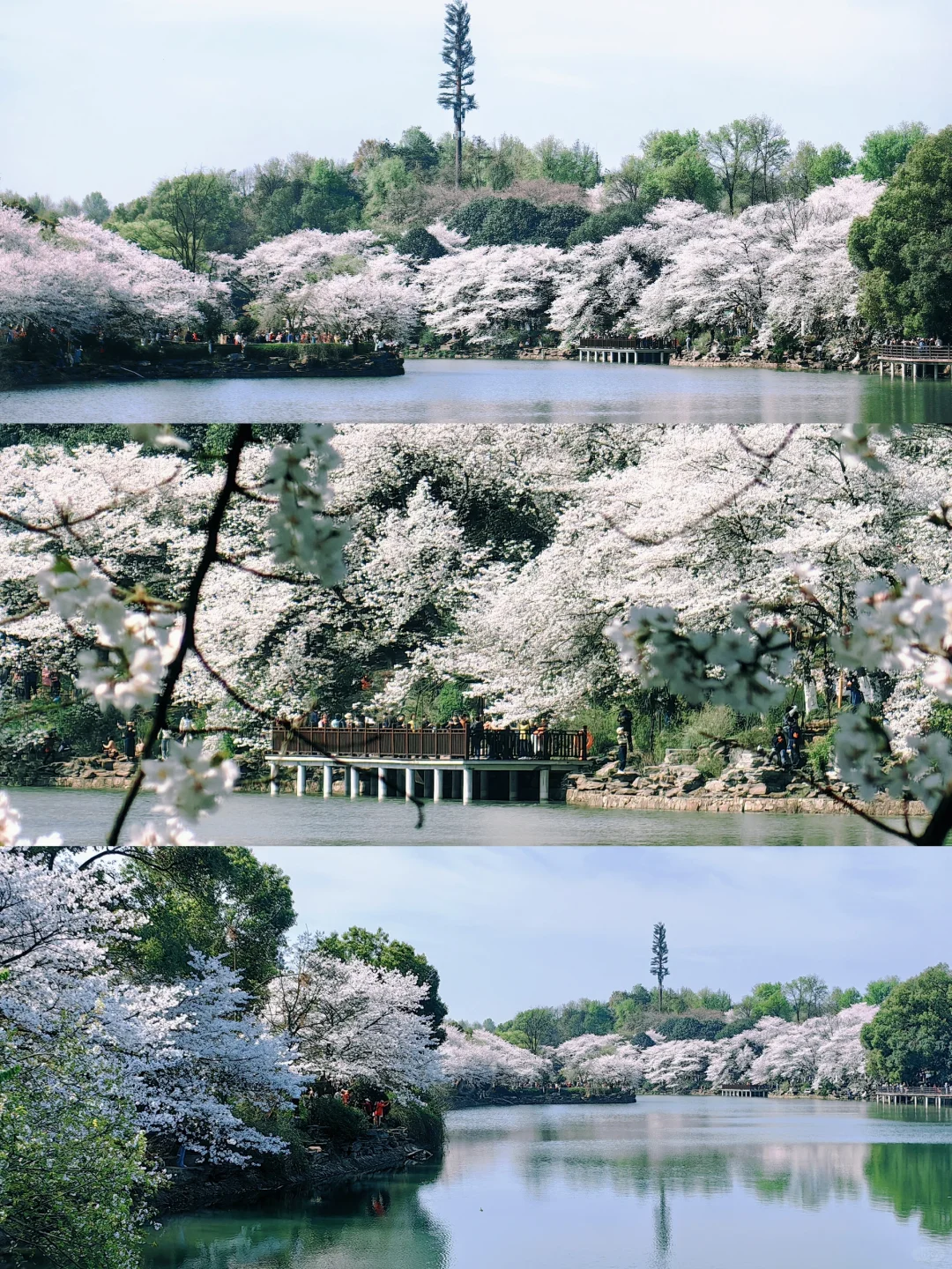 长沙十日晴！接下来是万万次的春和景明～