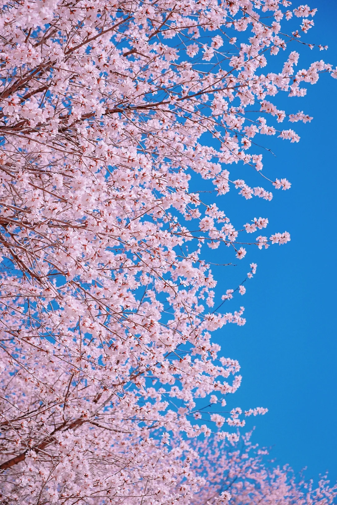 奥森桃花谷🌸本周将会是最佳赏花期