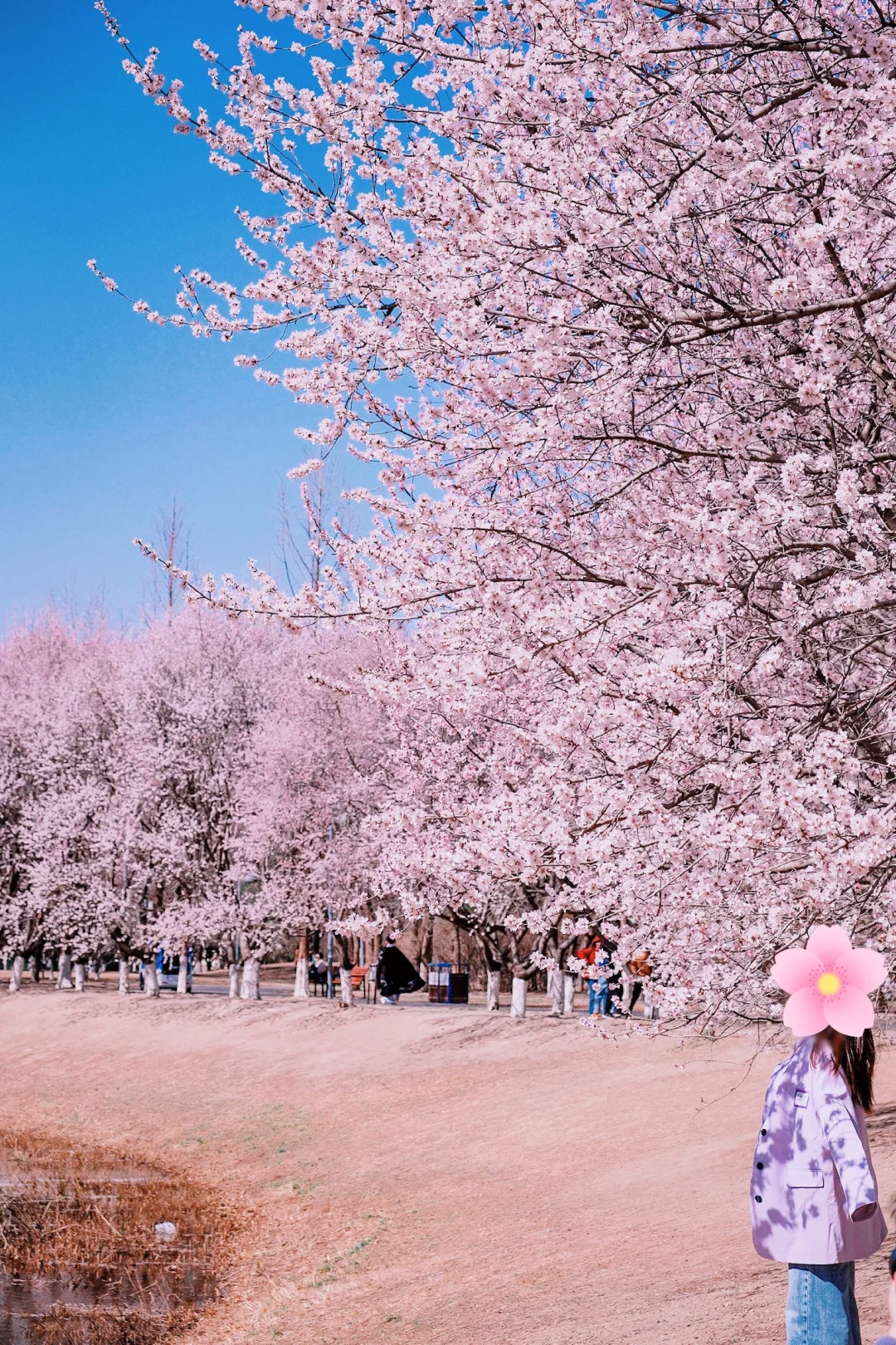 奥森桃花谷🌸本周将会是最佳赏花期
