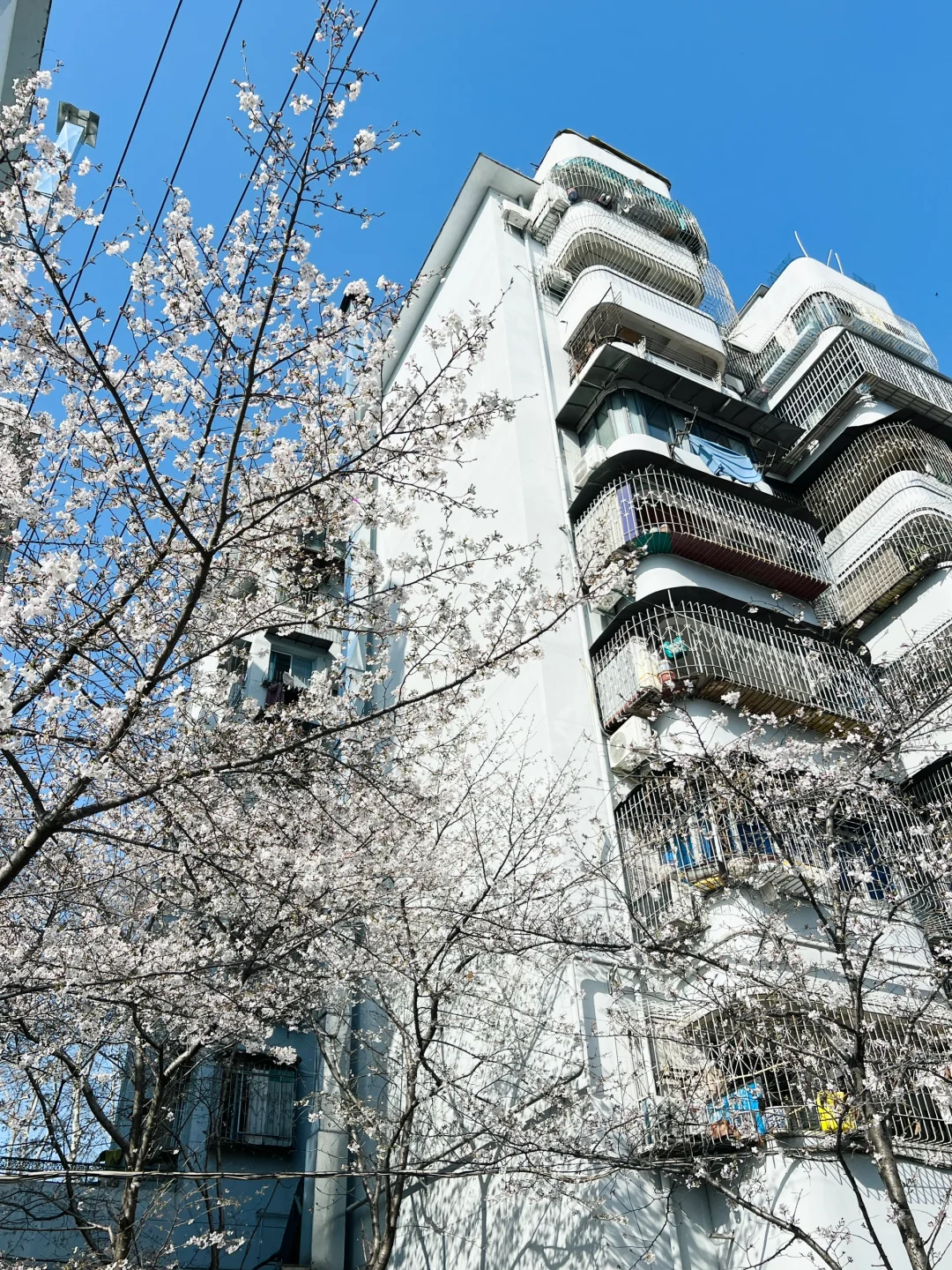 武汉樱花实况播报|这里樱花开成雪(3.21实拍