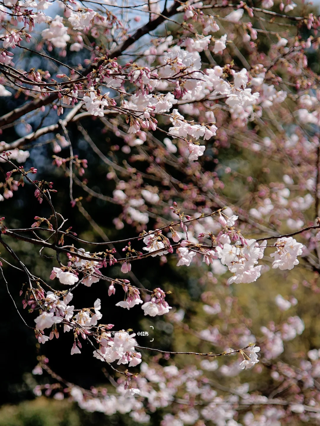 杭州樱花实况播报｜柳浪闻莺开了‼️3.21实拍
