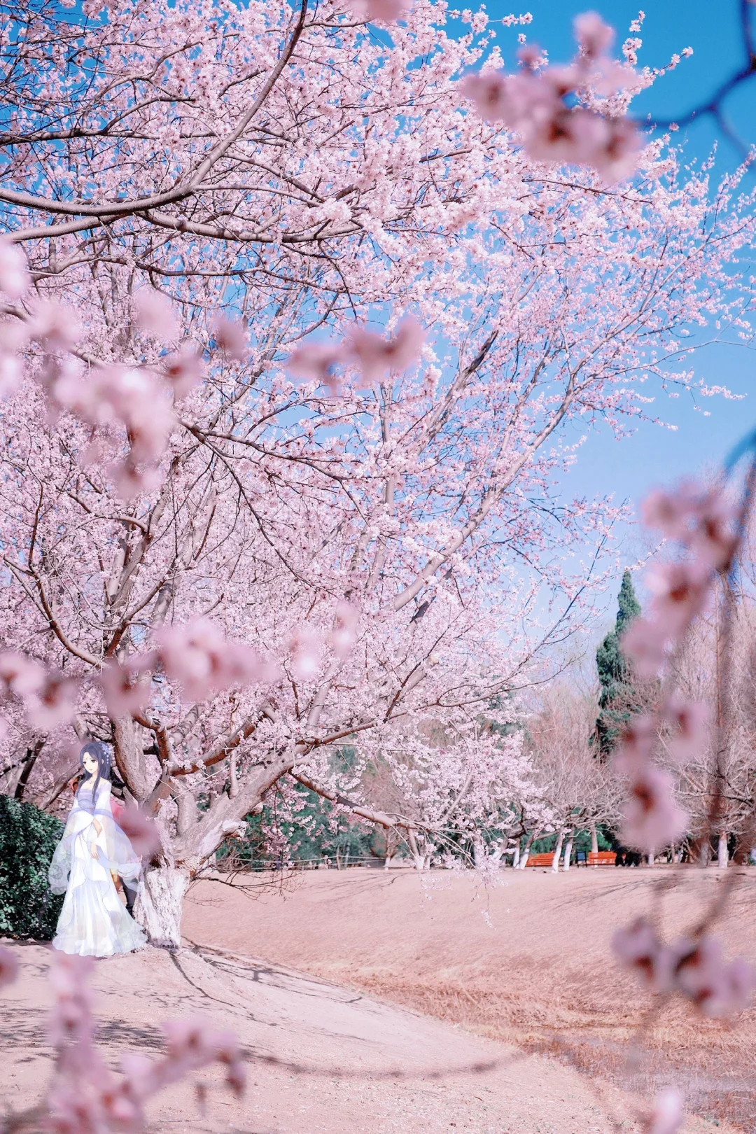 奥森桃花谷🌸本周将会是最佳赏花期