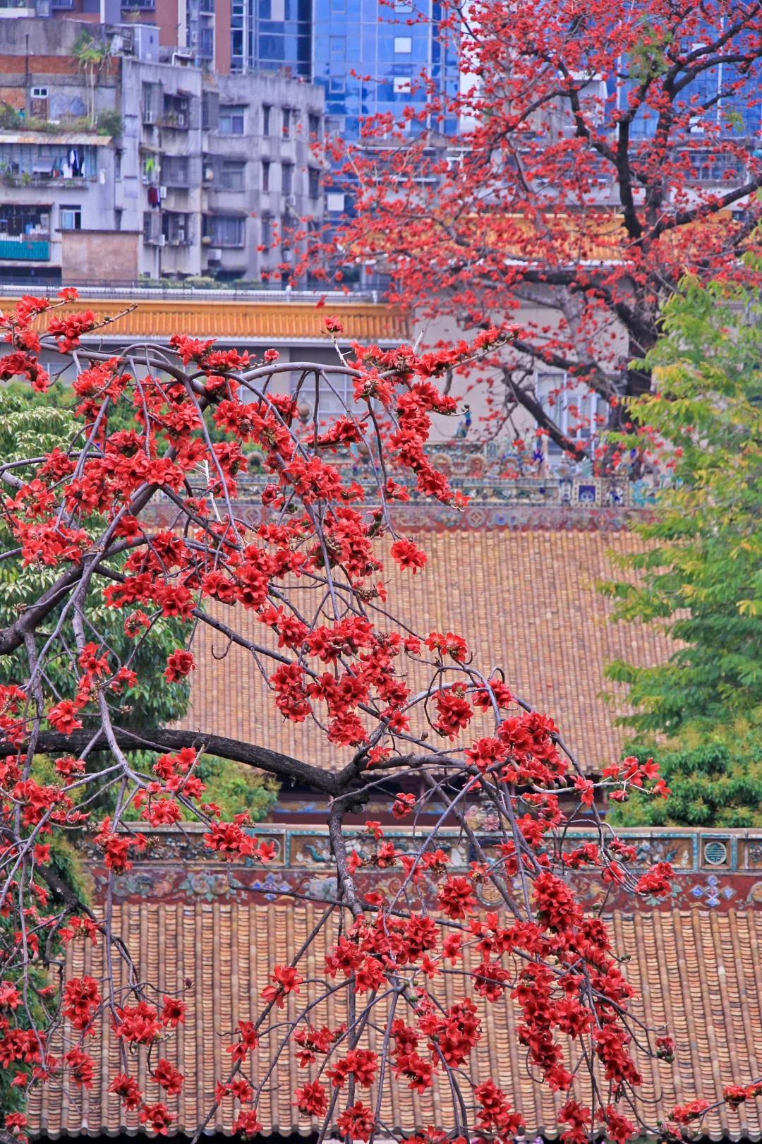 这是一个透过窗户看木棉花开的春天🌺