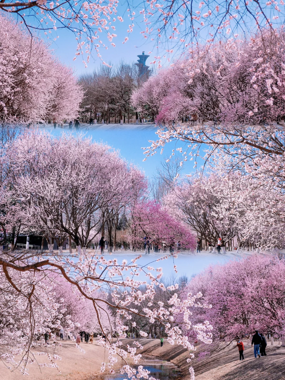 奥森桃花谷🌸本周将会是最佳赏花期