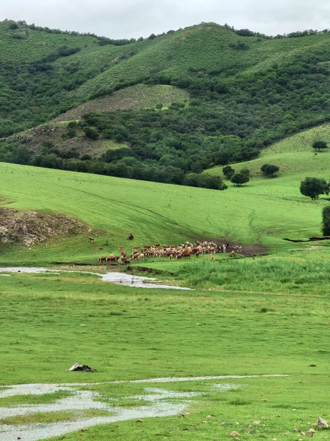 你以为阿尔山只是个小众景点？直到我亲眼看