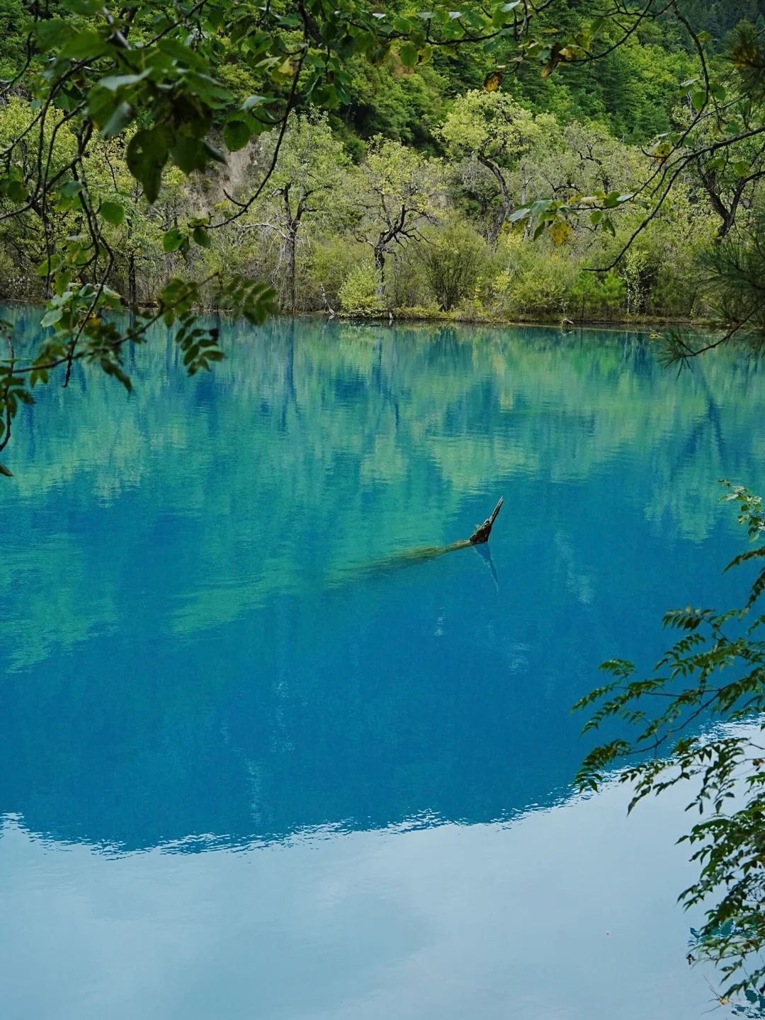 劝退不了一点，你可以永远相信九寨沟的春天