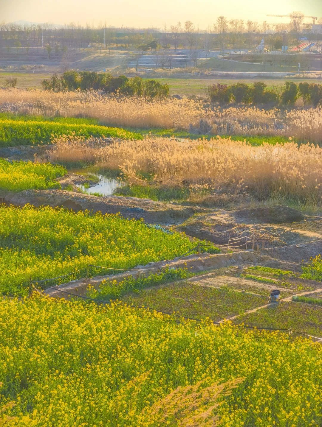 郑州西四环有超大一片的油菜花海！巨美！