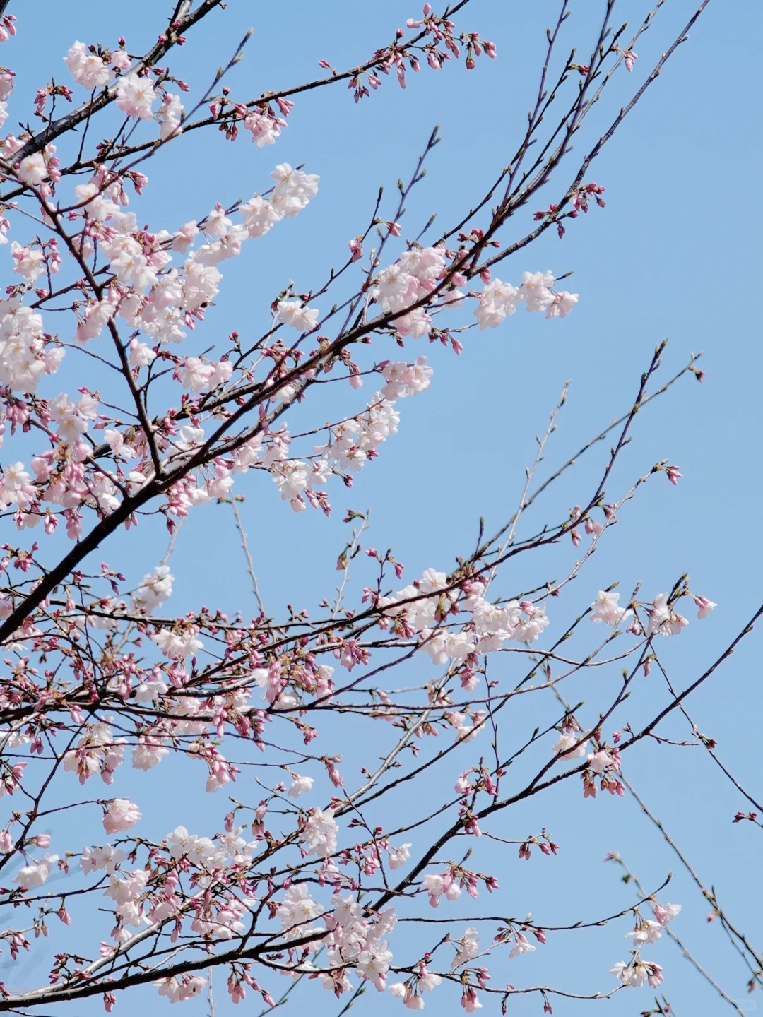 杭州樱花实况播报｜柳浪闻莺开了‼️3.21实拍
