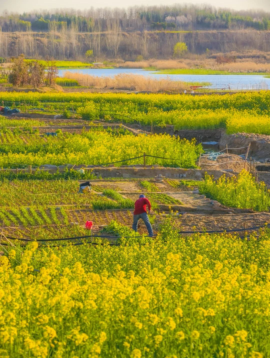 郑州西四环有超大一片的油菜花海！巨美！