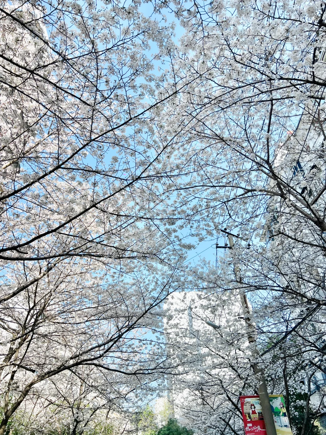 武汉樱花实况播报|这里樱花开成雪(3.21实拍