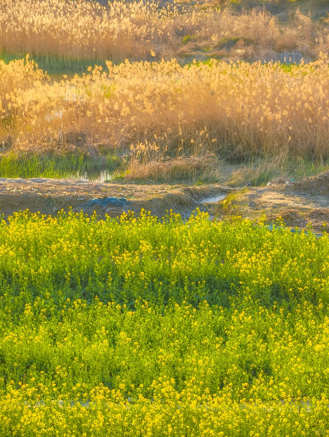 郑州西四环有超大一片的油菜花海！巨美！