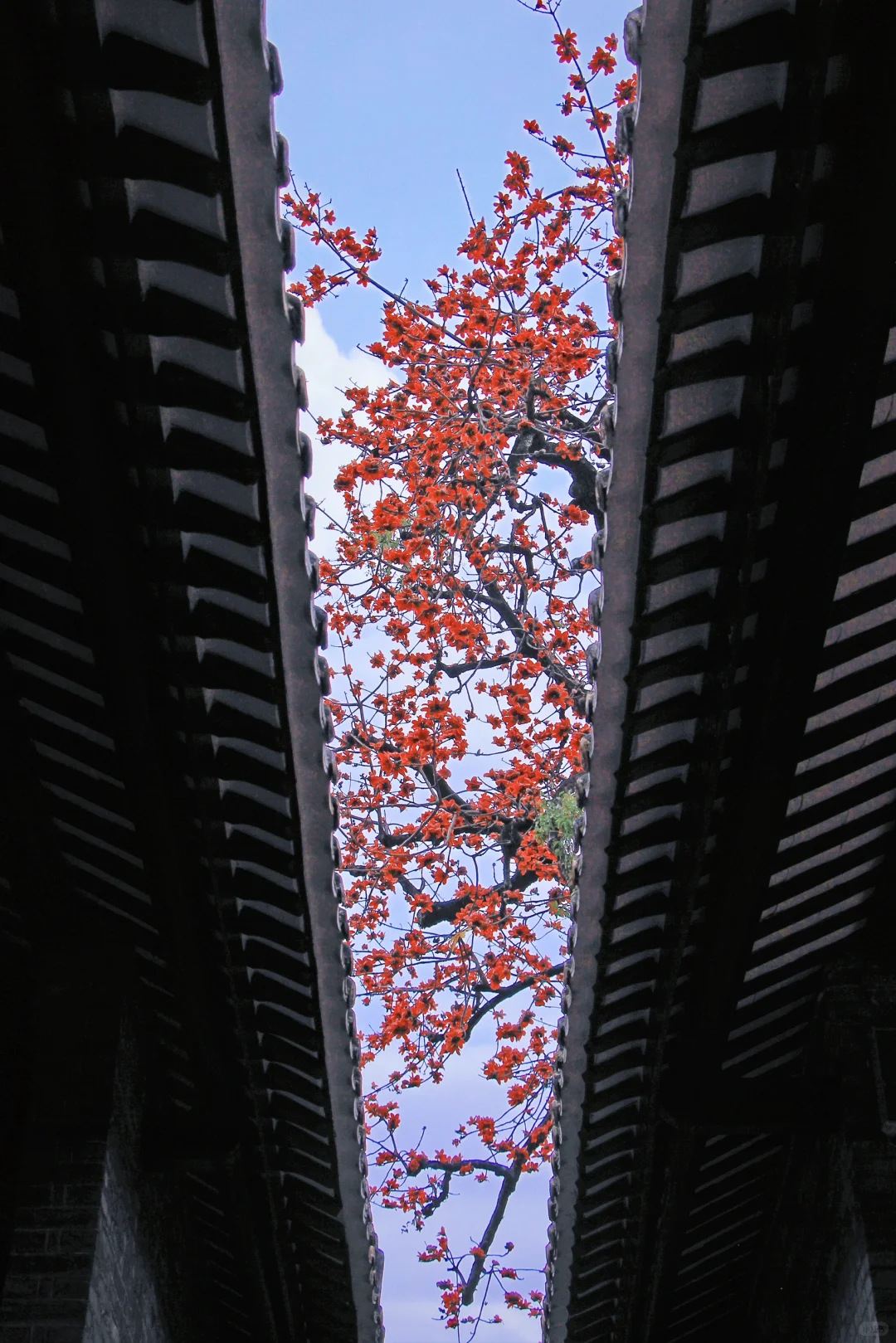 这是一个透过窗户看木棉花开的春天🌺