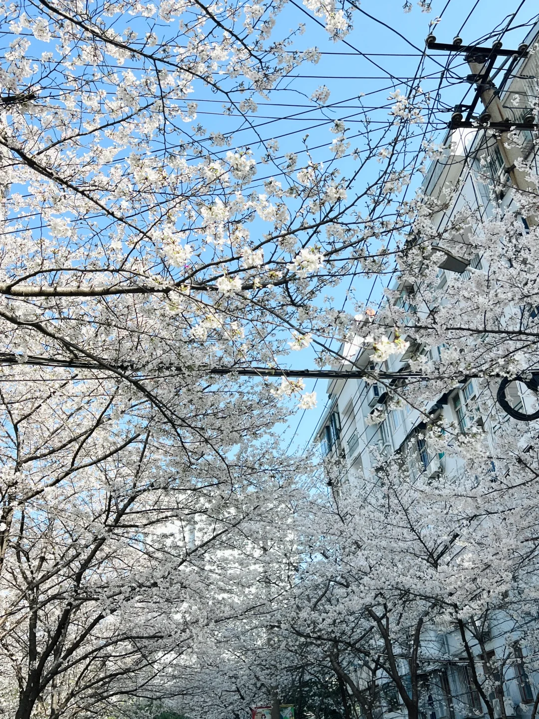 武汉樱花实况播报|这里樱花开成雪(3.21实拍