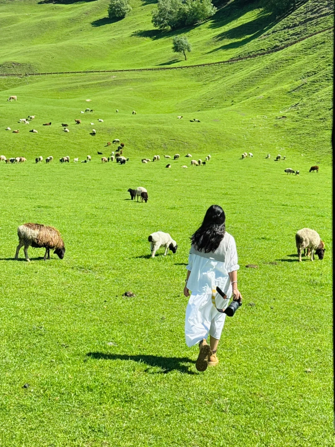 答应我‼️这辈子一定不要放弃去新疆🐮🐑……