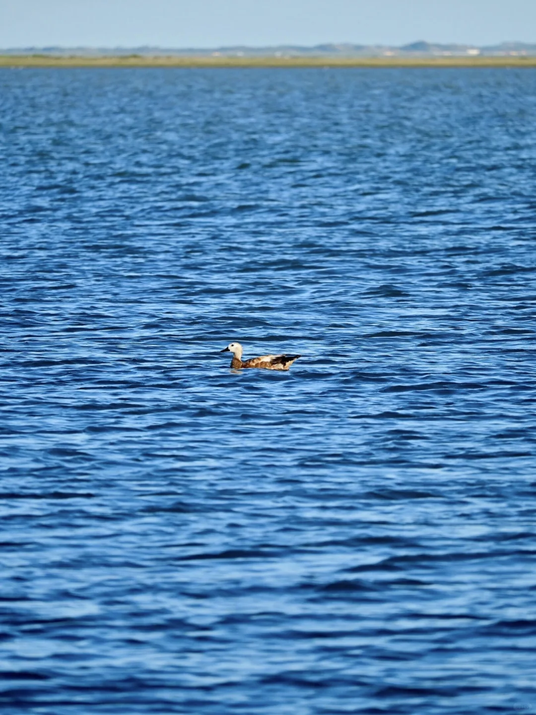 以为新疆伊犁已经够美了！直到我去了……