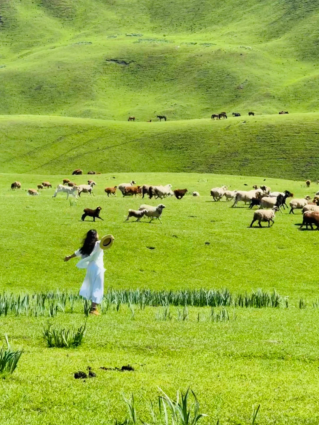 答应我‼️这辈子一定不要放弃去新疆🐮🐑……