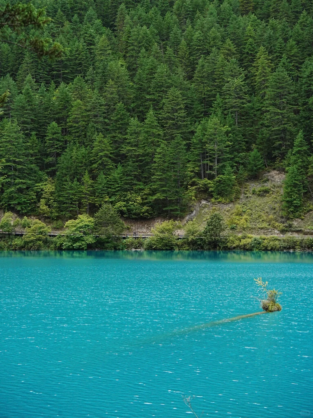 劝退不了一点，你可以永远相信九寨沟的春天