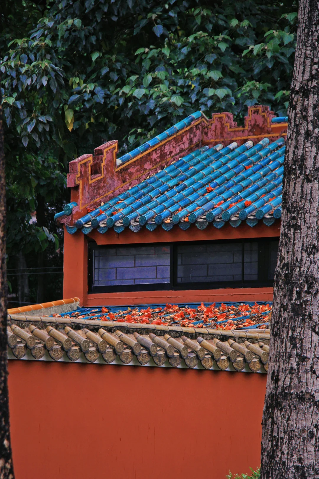 这是一个透过窗户看木棉花开的春天🌺