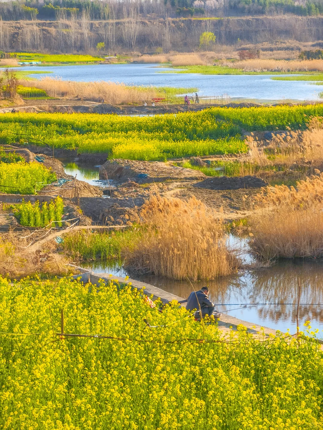 郑州西四环有超大一片的油菜花海！巨美！