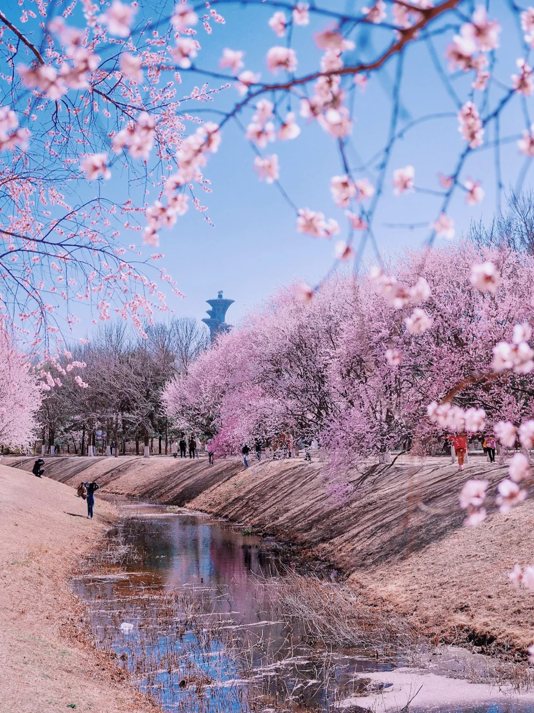 奥森桃花谷🌸本周将会是最佳赏花期