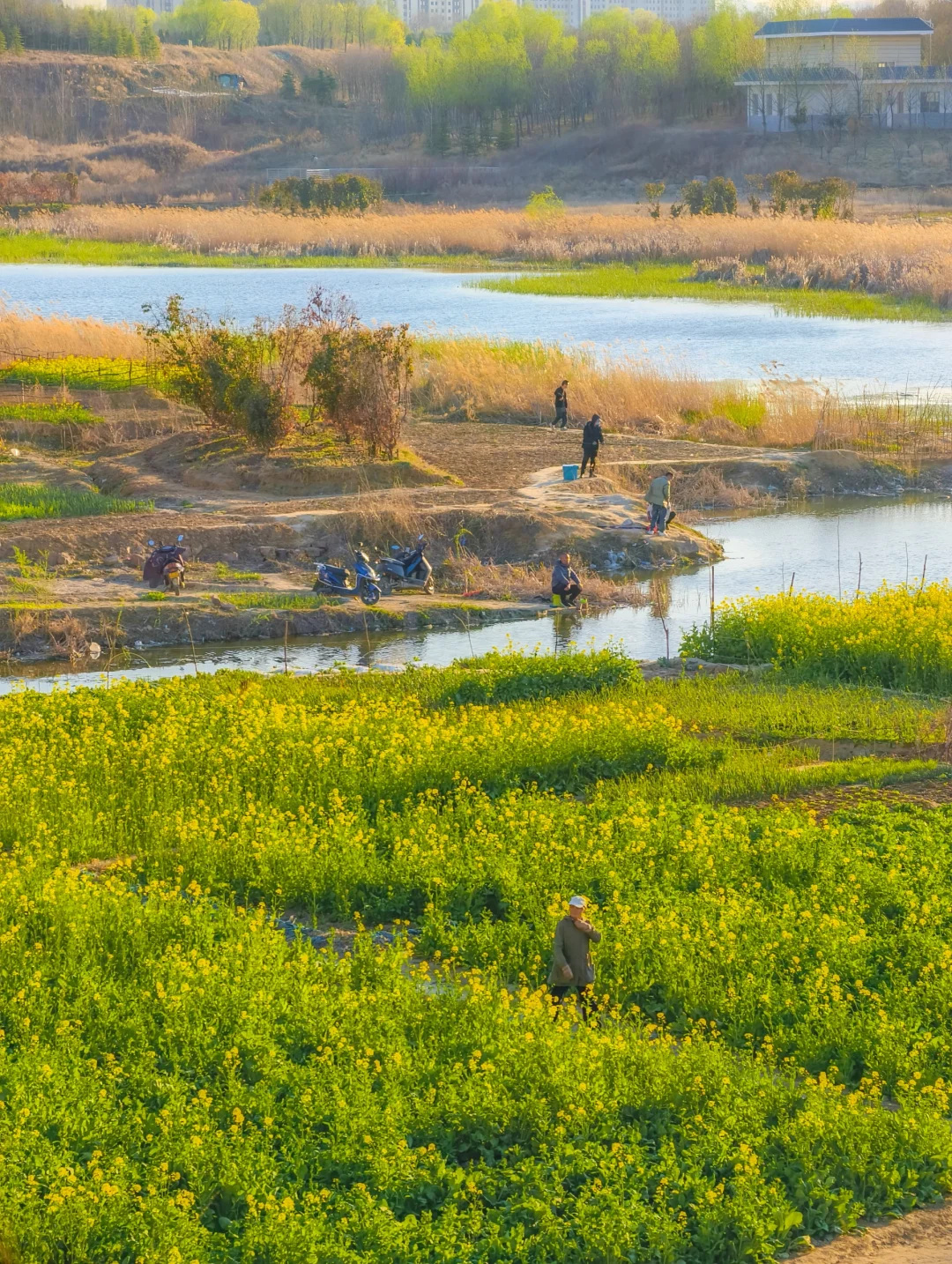 郑州西四环有超大一片的油菜花海！巨美！