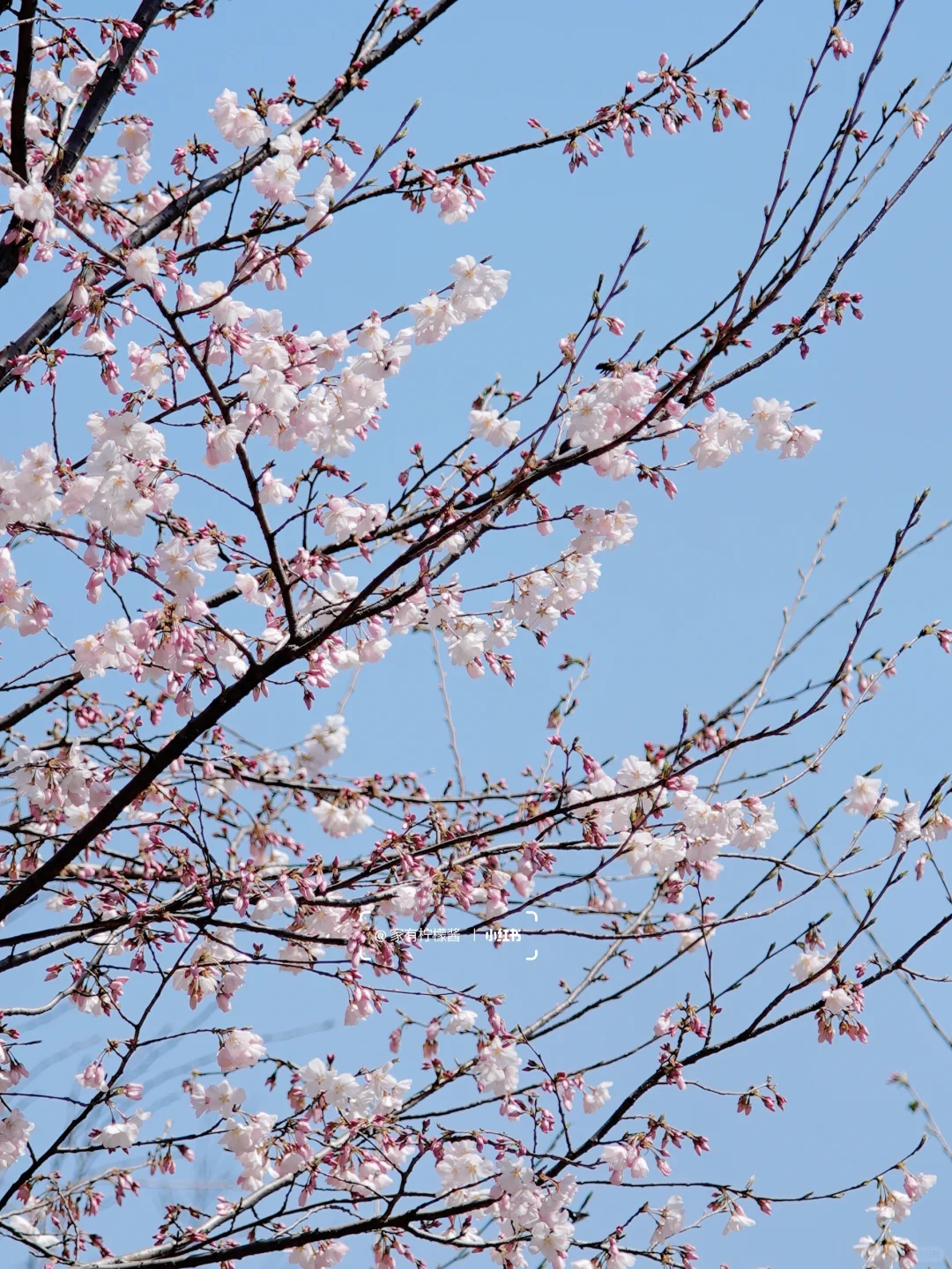 杭州樱花实况播报｜柳浪闻莺开了‼️3.21实拍