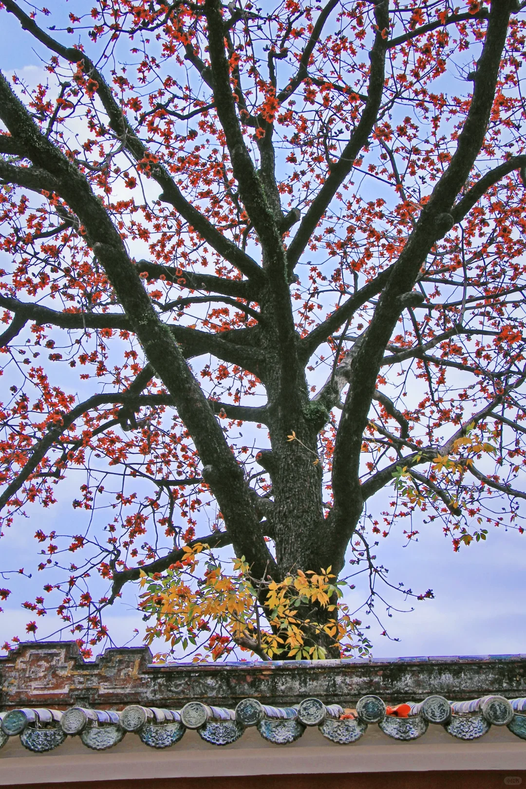 这是一个透过窗户看木棉花开的春天🌺