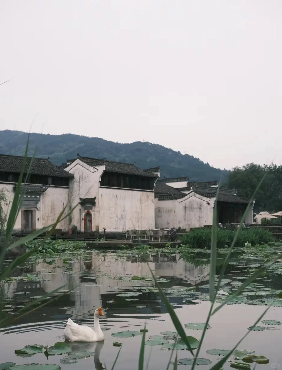 上海出发4.4-4.6 黄山马尔代夫 太平湖 呈坎