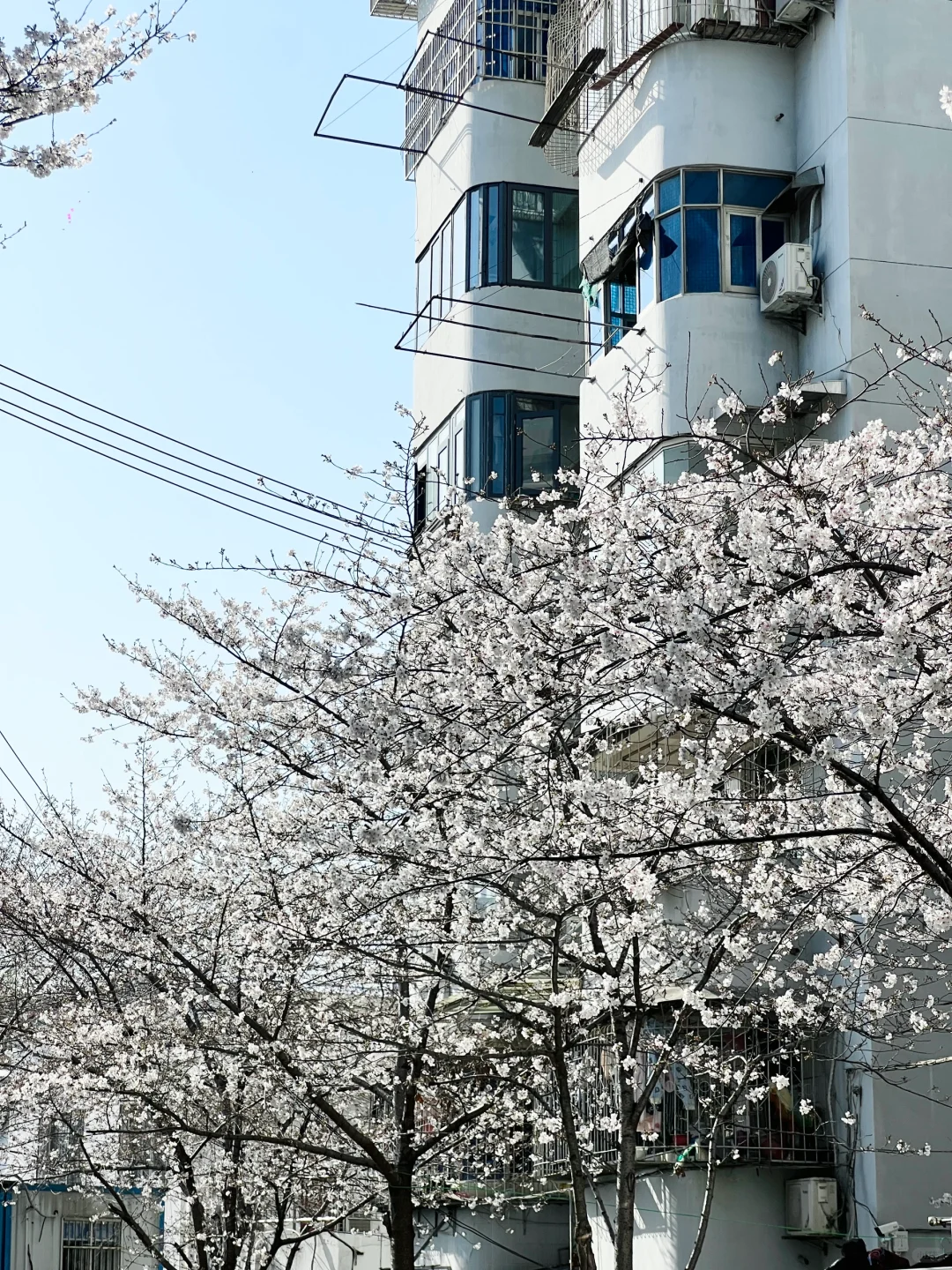 武汉樱花实况播报|这里樱花开成雪(3.21实拍