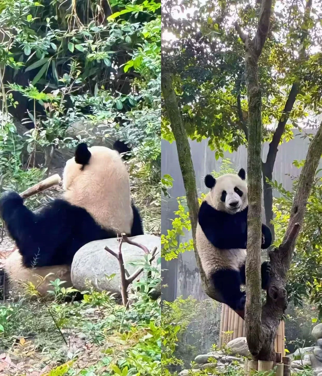 🌟成都 | 超全热门景点打卡攻略🌟