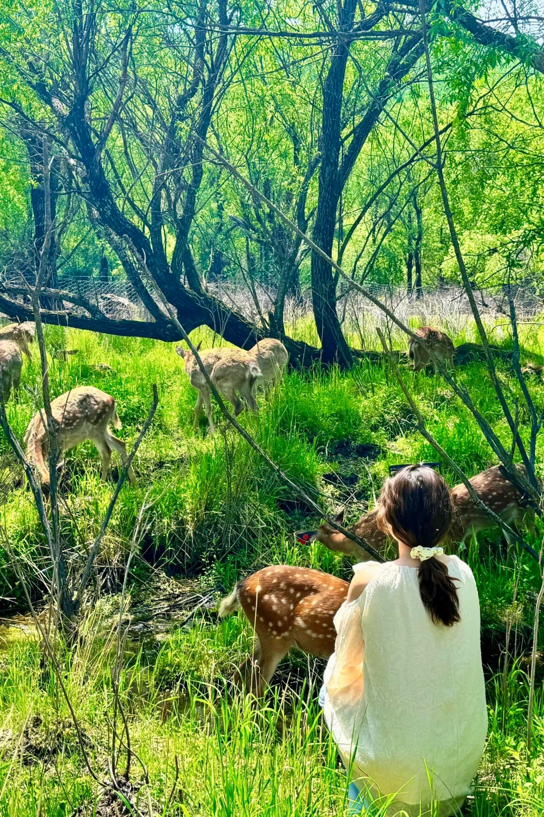 阿尔山，一个被低估的仙境！不去真的会后悔！