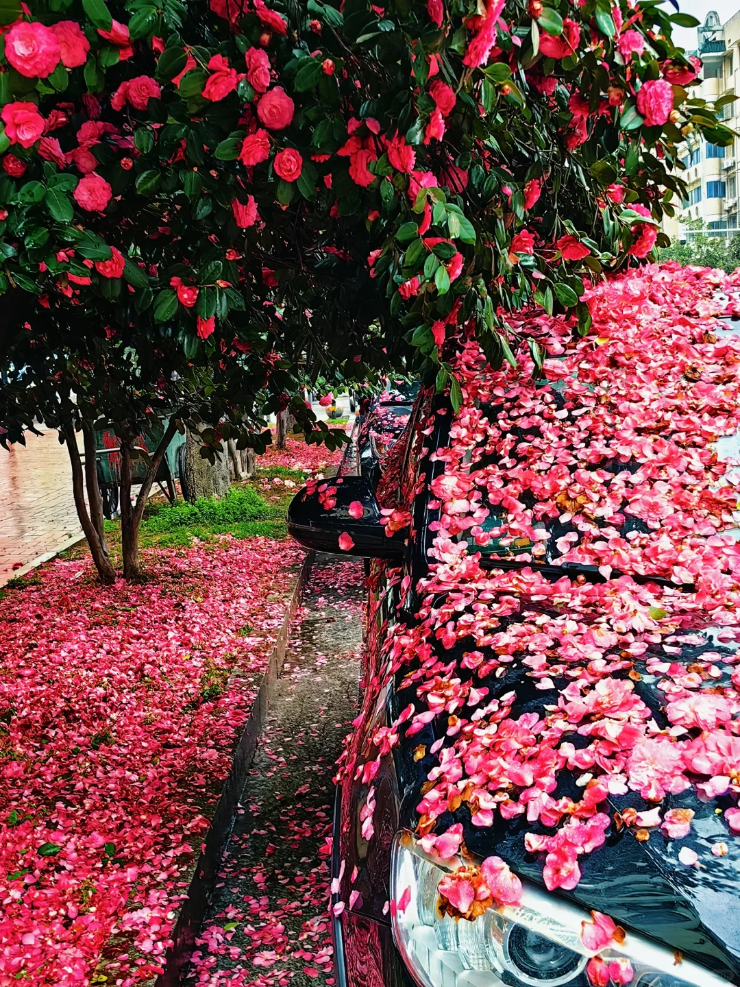 长沙十日晴！接下来是万万次的春和景明～