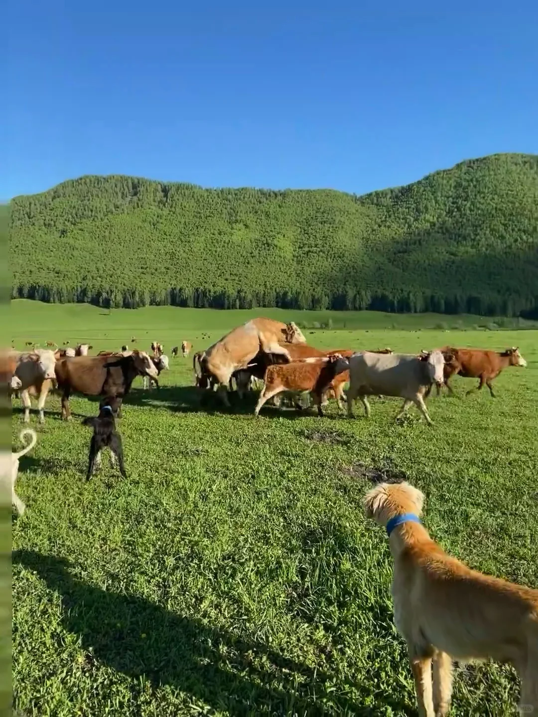 以为新疆伊犁已经够美了！直到我去了……