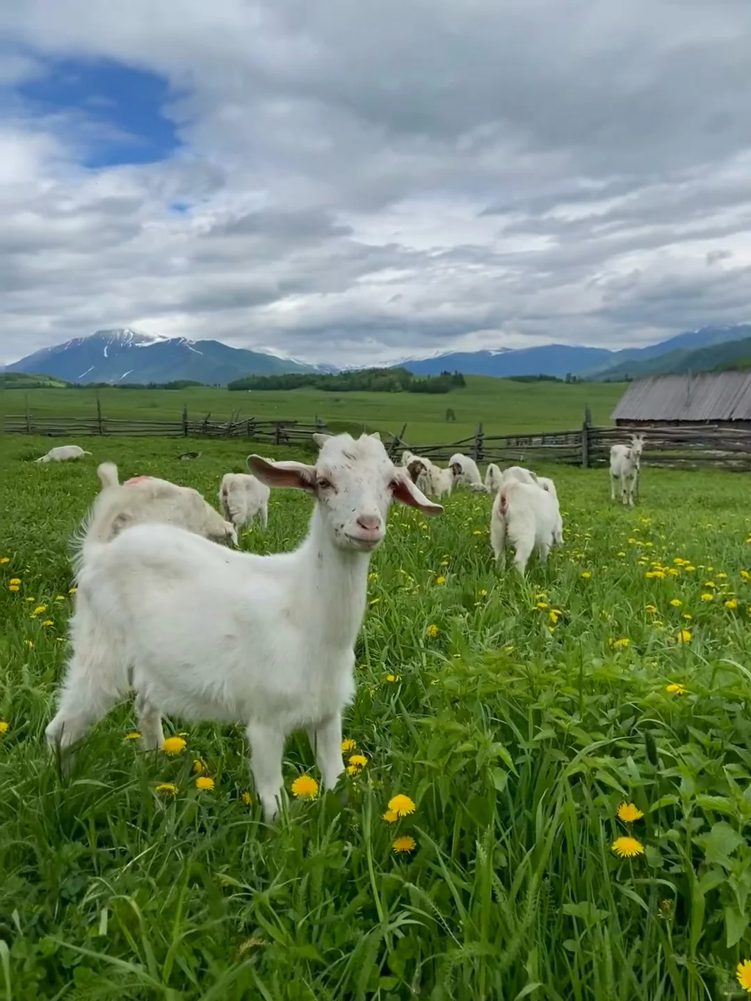 以为新疆伊犁已经够美了！直到我去了……