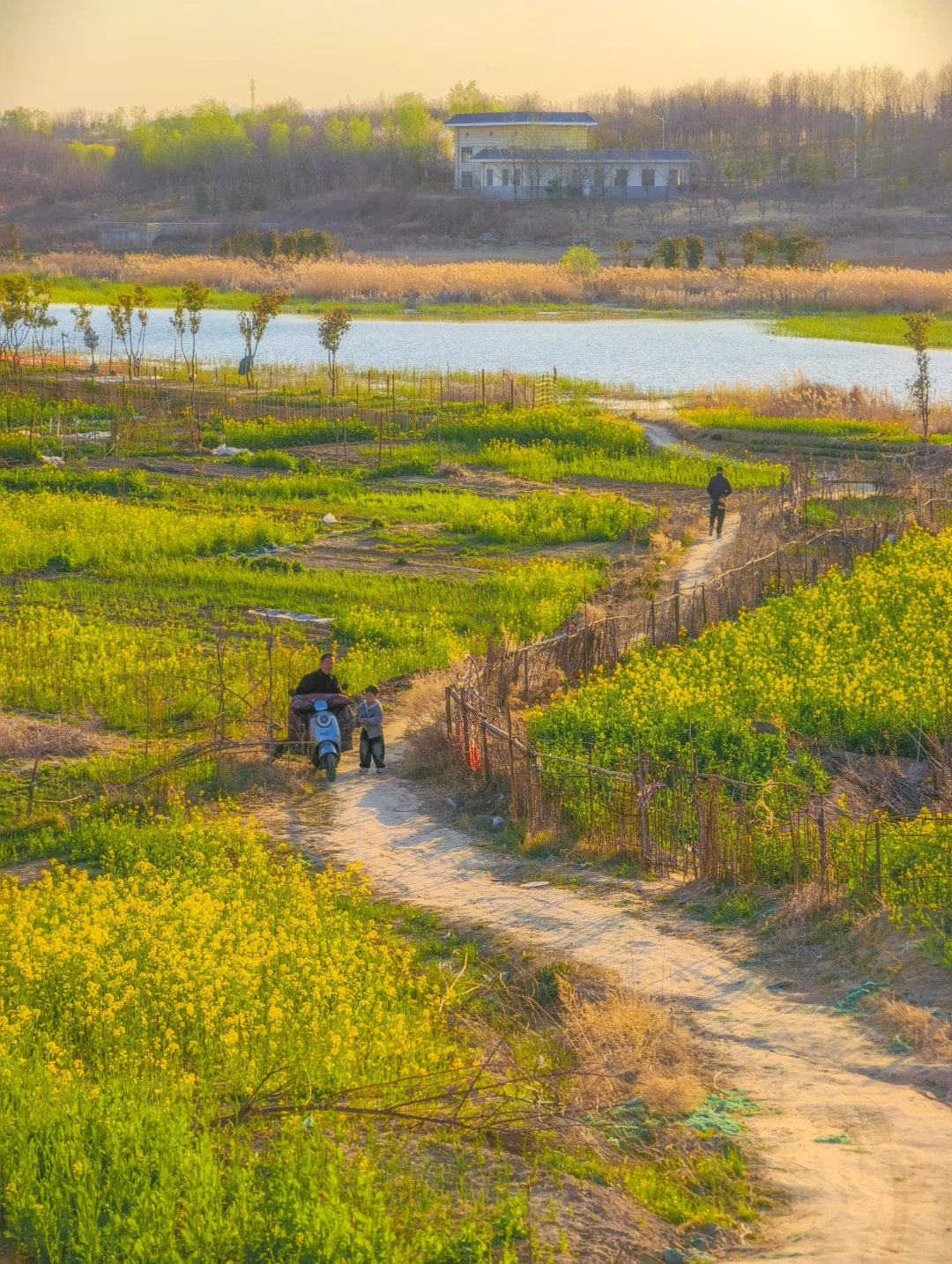 郑州西四环有超大一片的油菜花海！巨美！