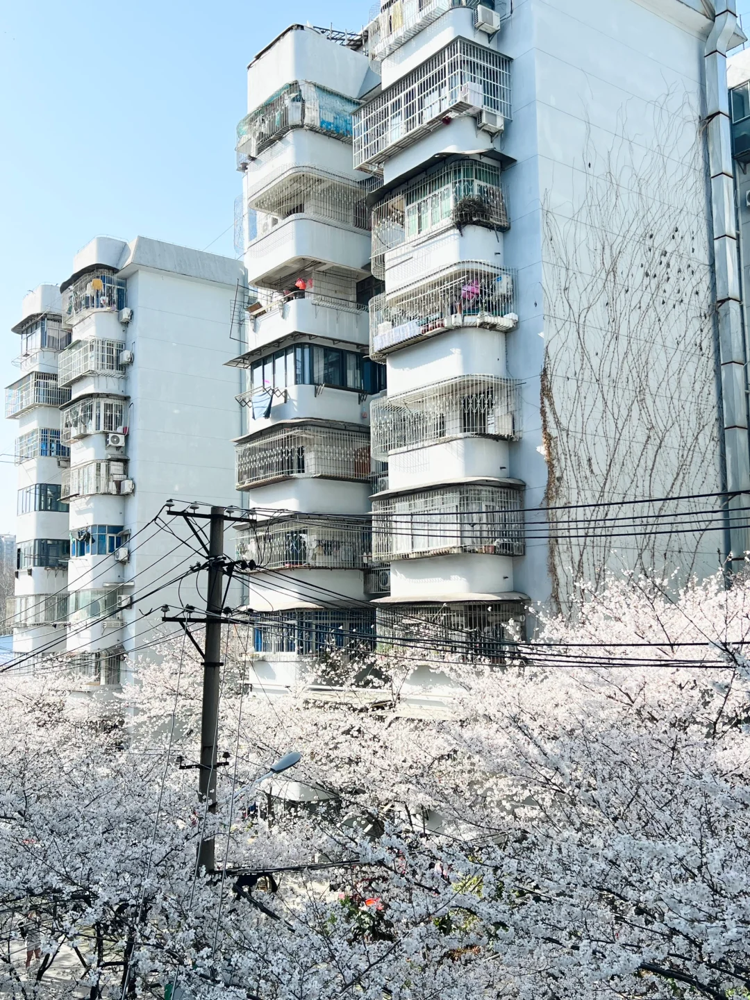 武汉樱花实况播报|这里樱花开成雪(3.21实拍