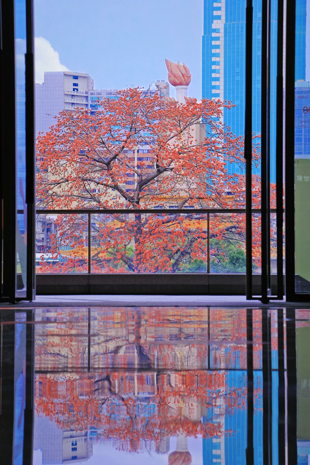 这是一个透过窗户看木棉花开的春天🌺