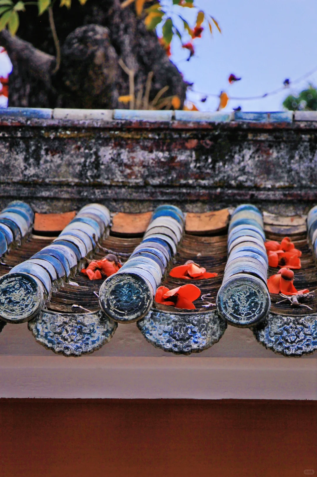 这是一个透过窗户看木棉花开的春天🌺